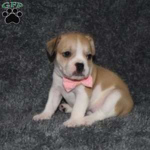 Clarissa, French Bulldog Mix Puppy