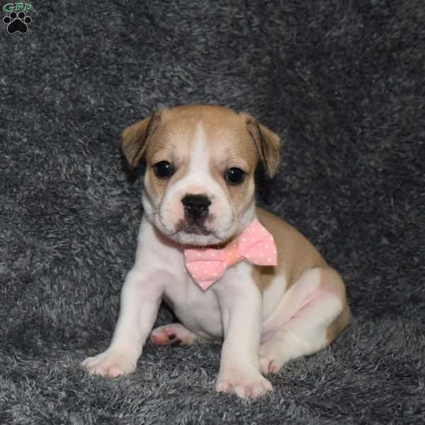 Clarissa, French Bulldog Mix Puppy