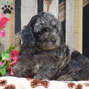 Atticus, Toy Poodle Puppy