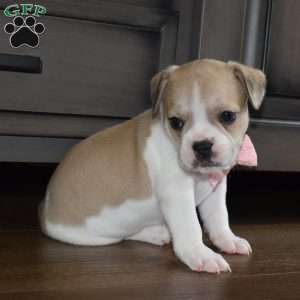 Clarissa, French Bulldog Mix Puppy