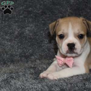 Clarissa, French Bulldog Mix Puppy