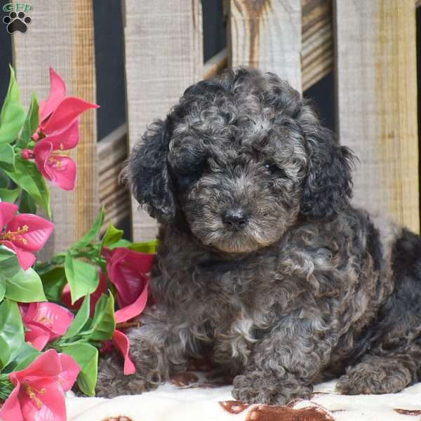 Atticus, Toy Poodle Puppy