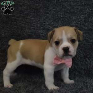 Clarissa, French Bulldog Mix Puppy