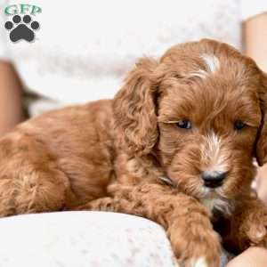 Charlie, Mini Goldendoodle Puppy