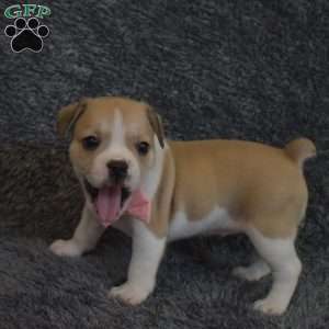 Clarissa, French Bulldog Mix Puppy