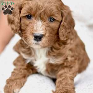 Charlie, Mini Goldendoodle Puppy