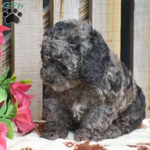 Atticus, Toy Poodle Puppy
