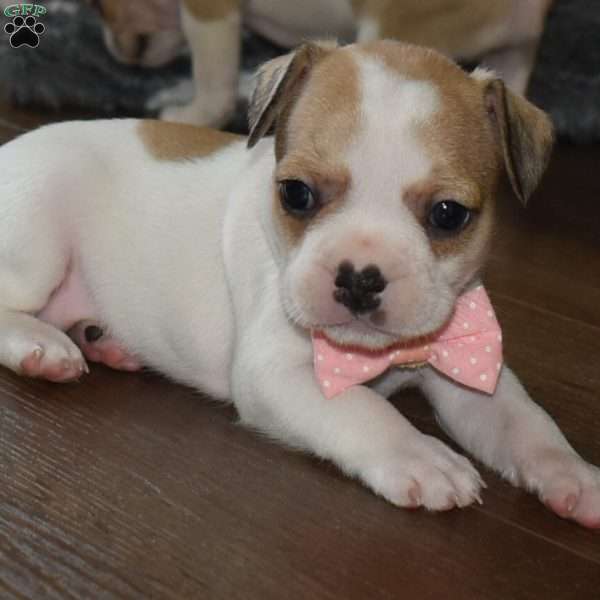 Callie, French Bulldog Mix Puppy