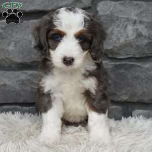 Bonnie, Mini Bernedoodle Puppy
