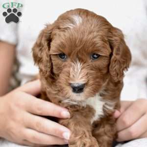 Charlie, Mini Goldendoodle Puppy