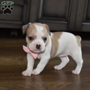 Callie, French Bulldog Mix Puppy