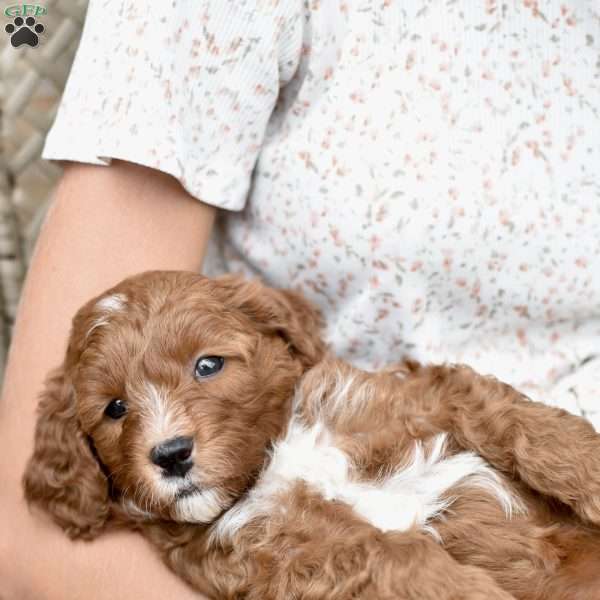 Charlie, Mini Goldendoodle Puppy