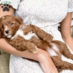 Charlie, Mini Goldendoodle Puppy