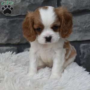 Bentley, Cavalier King Charles Spaniel Puppy