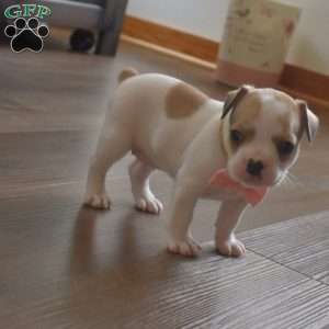 Callie, French Bulldog Mix Puppy