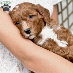 Charlie, Mini Goldendoodle Puppy