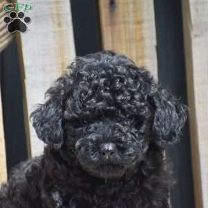Amanda, Toy Poodle Puppy