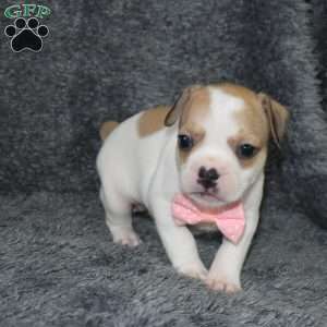 Callie, French Bulldog Mix Puppy