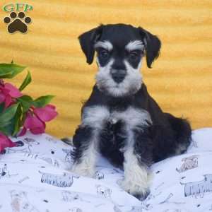Verna, Miniature Schnauzer Puppy