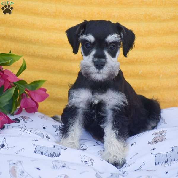 Verna, Miniature Schnauzer Puppy