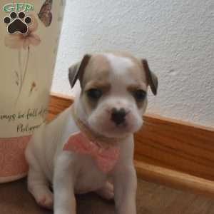Callie, French Bulldog Mix Puppy