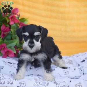 Verna, Miniature Schnauzer Puppy