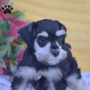 Verna, Miniature Schnauzer Puppy