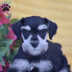 Verna, Miniature Schnauzer Puppy