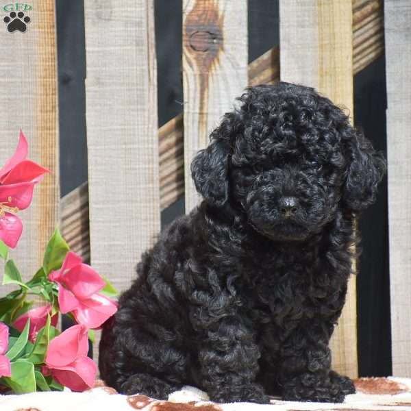 Amanda, Toy Poodle Puppy