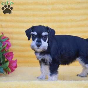 Verna, Miniature Schnauzer Puppy