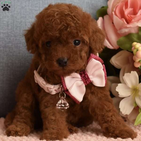 Pixie, Toy Poodle Puppy