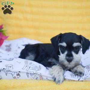 Verna, Miniature Schnauzer Puppy