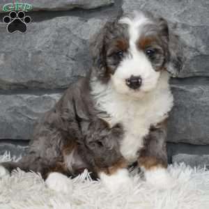 Brandy, Mini Bernedoodle Puppy