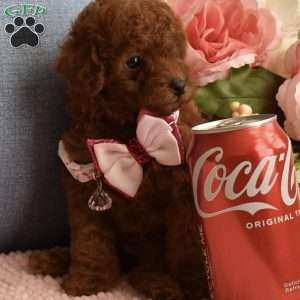 Pixie, Toy Poodle Puppy