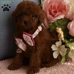 Pixie, Toy Poodle Puppy