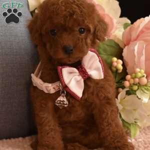 Pixie, Toy Poodle Puppy