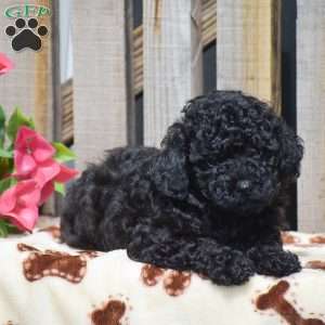 Amanda, Toy Poodle Puppy