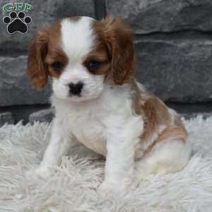 Bentley, Cavalier King Charles Spaniel Puppy
