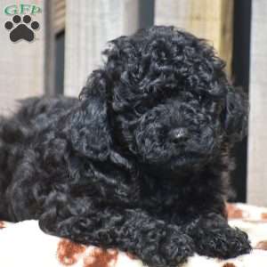 Amanda, Toy Poodle Puppy