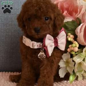 Pixie, Toy Poodle Puppy