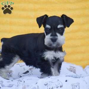 Valerie, Miniature Schnauzer Puppy