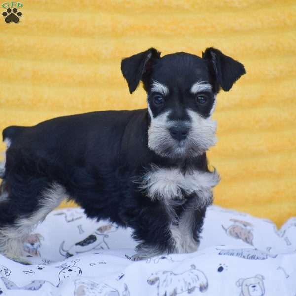 Valerie, Miniature Schnauzer Puppy