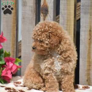 Hope, Toy Poodle Puppy