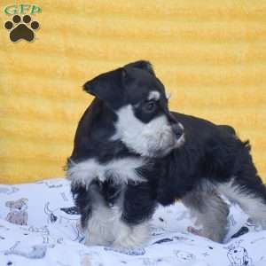 Valerie, Miniature Schnauzer Puppy
