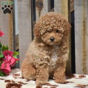 Hope, Toy Poodle Puppy