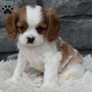 Bentley, Cavalier King Charles Spaniel Puppy