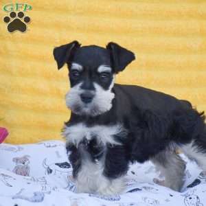 Valerie, Miniature Schnauzer Puppy