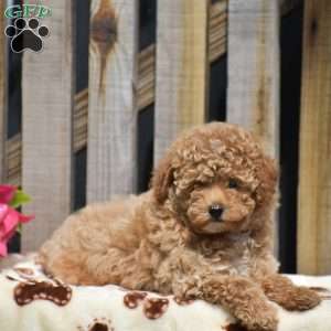 Hope, Toy Poodle Puppy