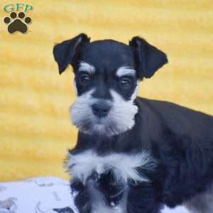 Valerie, Miniature Schnauzer Puppy