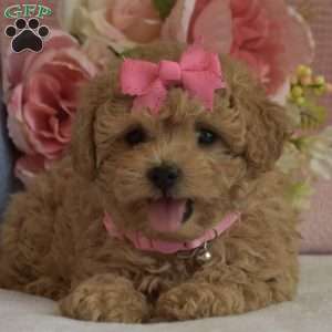 Brooklyn, Toy Poodle Puppy